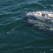 IMG 0001 2 (348)